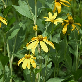 'Herbstsonne' Coneflower