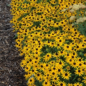 Little Goldstar Black Eyed Susan #1