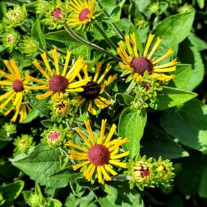 'Little Henry' Sweet Coneflower