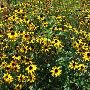 Showy Black-Eyed Susan