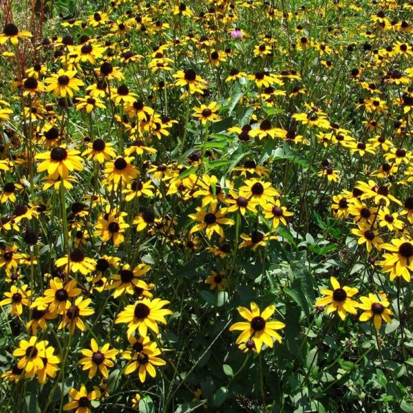 Showy Black-Eyed Susan