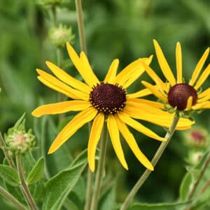 Sweet Coneflower #1