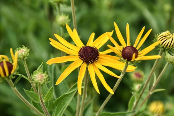 Sweet Coneflower #1