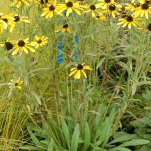 'Sweet as Honey' Black Eyed Susan
