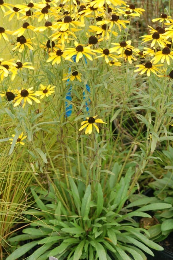 'Sweet as Honey' Black Eyed Susan