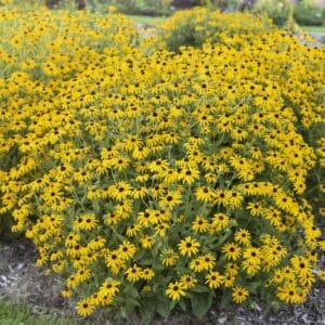 'Treasure Trove' Black Eyed Susan