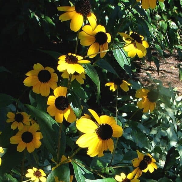 Brown-Eyed Susan - Image 2