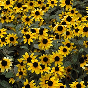 Brown-Eyed Susan