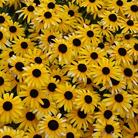 Little Suzy Black Eyed Susan #1