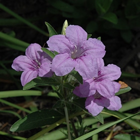 Wild Petunia