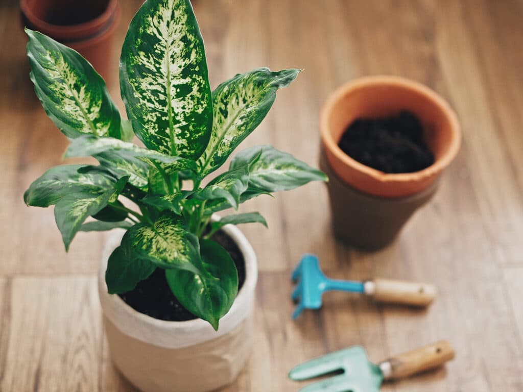 Repotting plant from outdoors into an indoor container with soil a tools