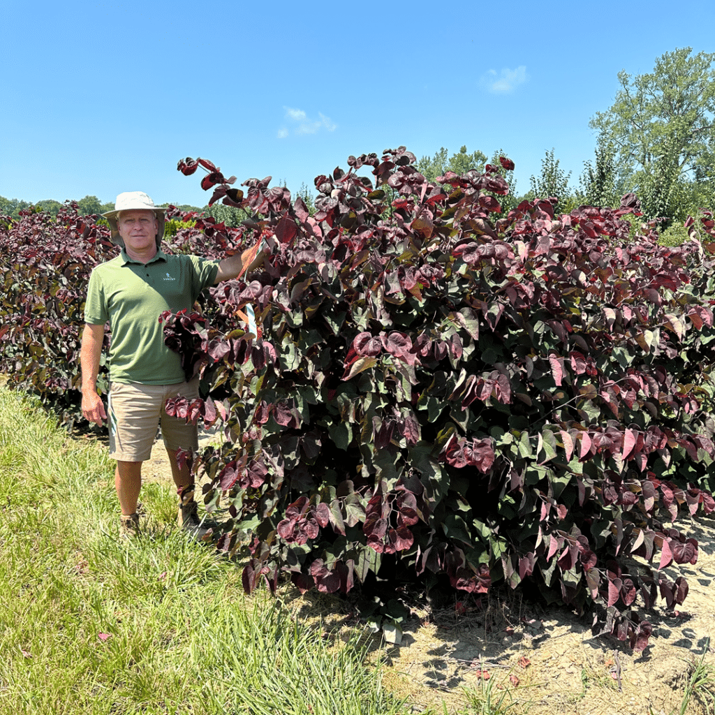 Rich with a redbud in the field