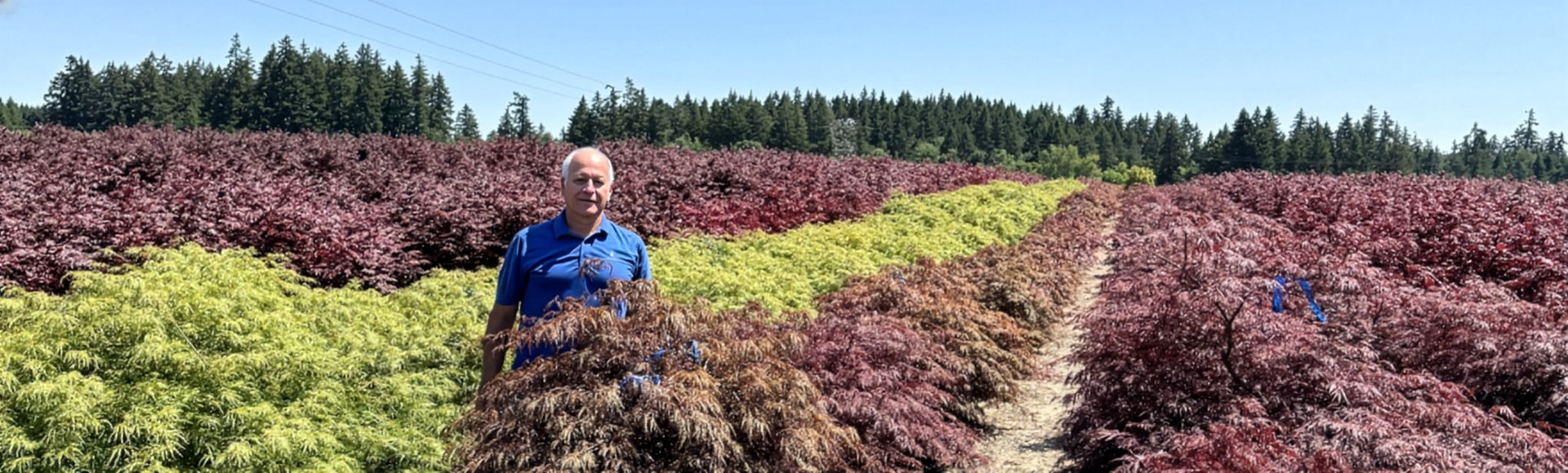 Rich in a field of many Japanese maples