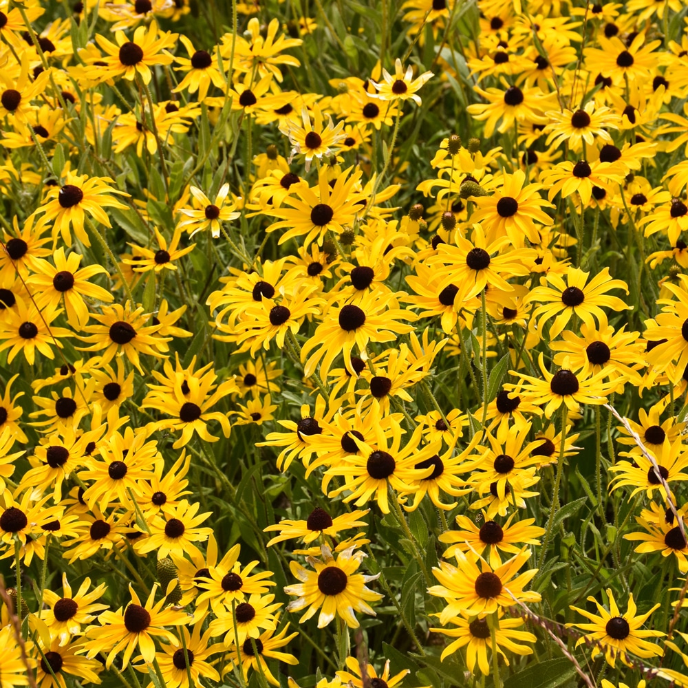 Black-Eyed Susan