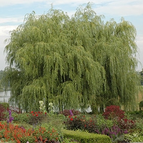 Willow, Weeping