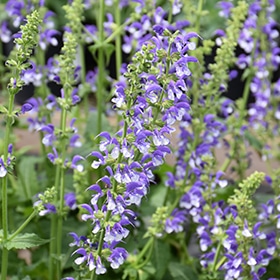 'Azure Snow' Salvia