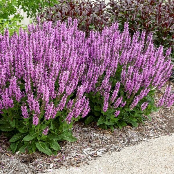 'Back To The Fuschia' Salvia - Image 2