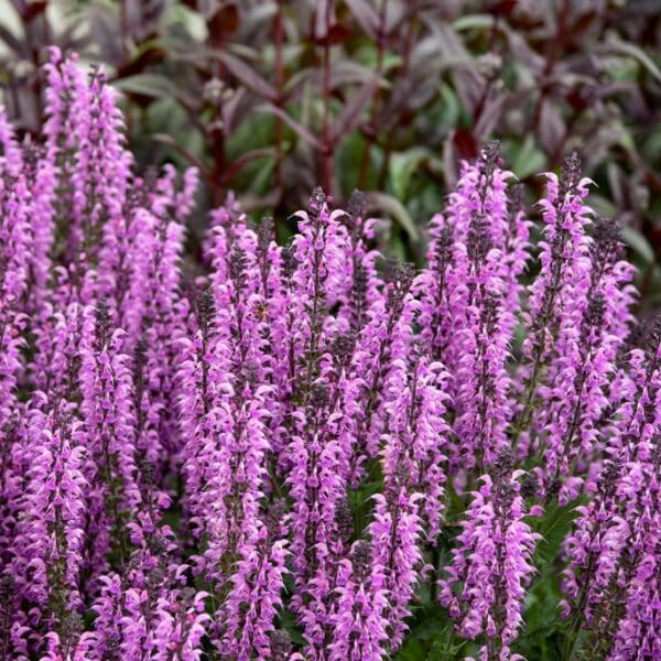 'Back To The Fuschia' Salvia - Image 4