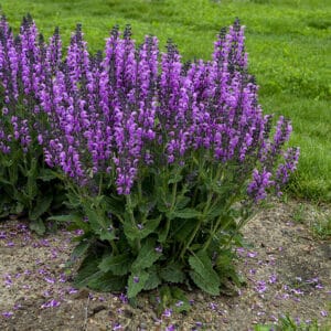 'Back To The Fuschia' Salvia