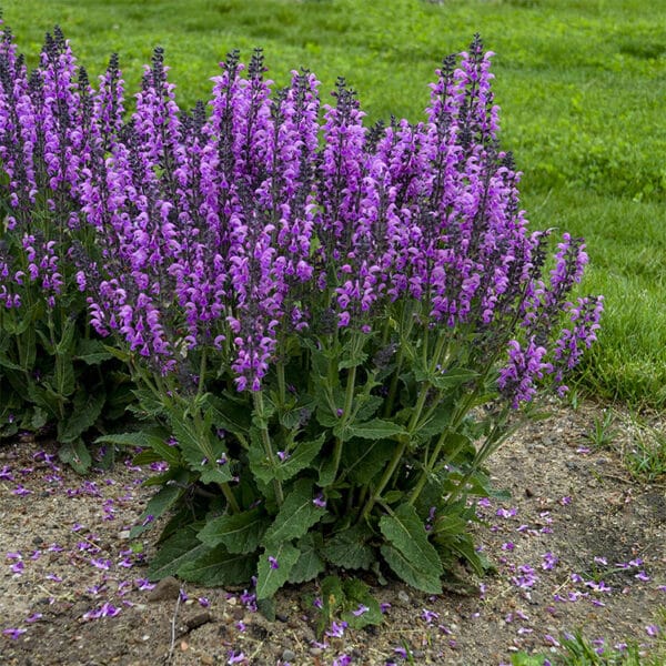 'Back To The Fuschia' Salvia