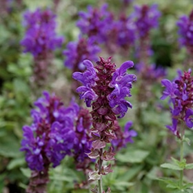 'Blue Marvel' Salvia #1