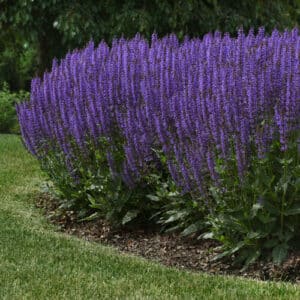 'Blue By You' Salvia