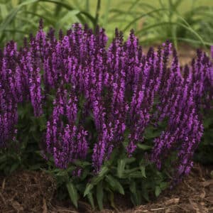 'Bumbleberry' Salvia