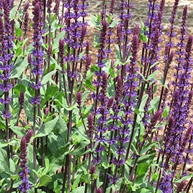 'Caradonna' Salvia #1