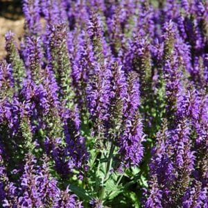 Marcus Salvia