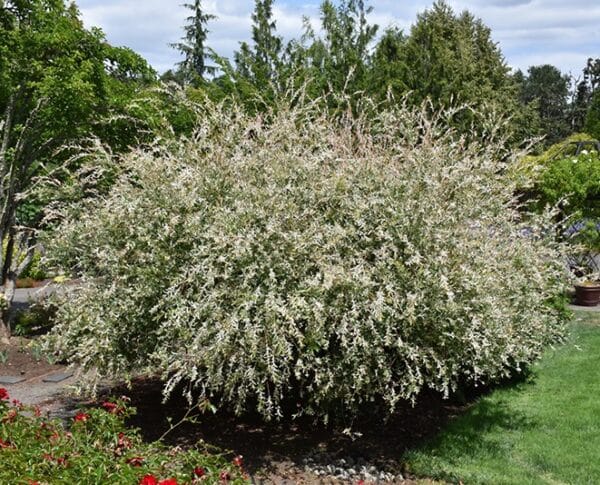 Willow, Dappled #15 TF