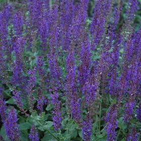 'May Night' Salvia #1