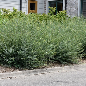 Willow, Dwarf Blue Arctic