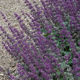 'Purple Rain' Salvia