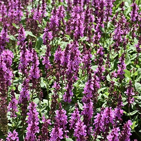 Rose Marvel' Salvia