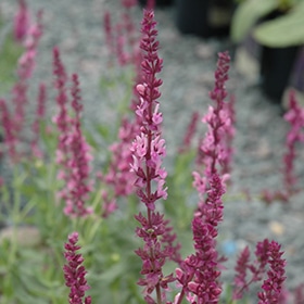 'Rose Wine' Salvia #1