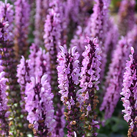 'Sensation Rose' Salvia 1