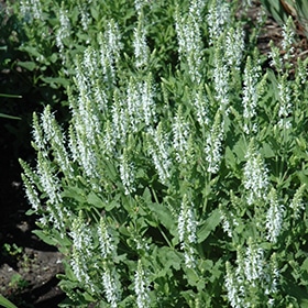 'Snowhill Salvia' #1