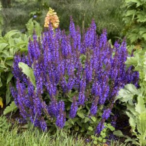 'Violet Profusion' Salvia