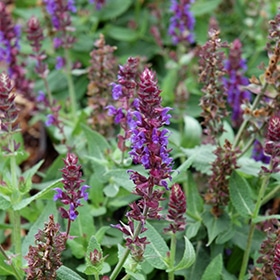 Violet Riot' Salvia #1