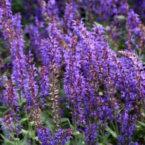'Wesuwe' Salvia #1