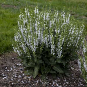 'White Profusion' Salvia