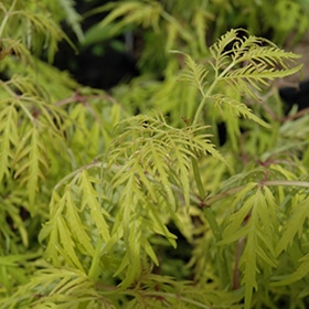 Elderberry, 'Lemony Lace'