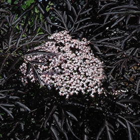 Elderberry, 'Black Lace'