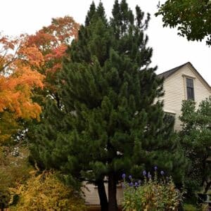 Pine, Japanese Umbrella 5.0'