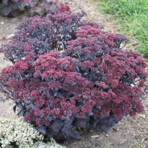 'After Dark' Stonecrop