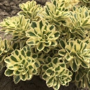 'Atlantis' Sedum