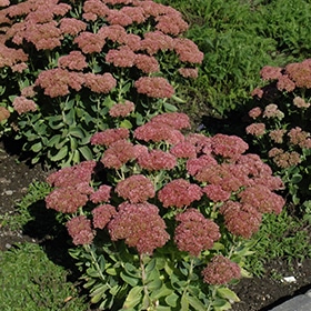 'Autumn Fire' Sedum
