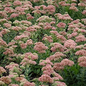 'Autumn Joy' Sedum