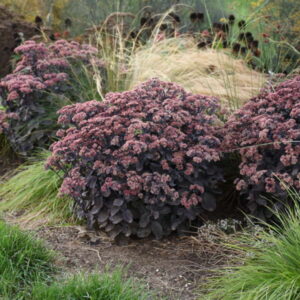 'Back in Black' Sedum #1