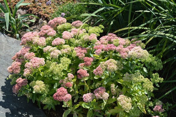 'Beka' Sedum - Image 2